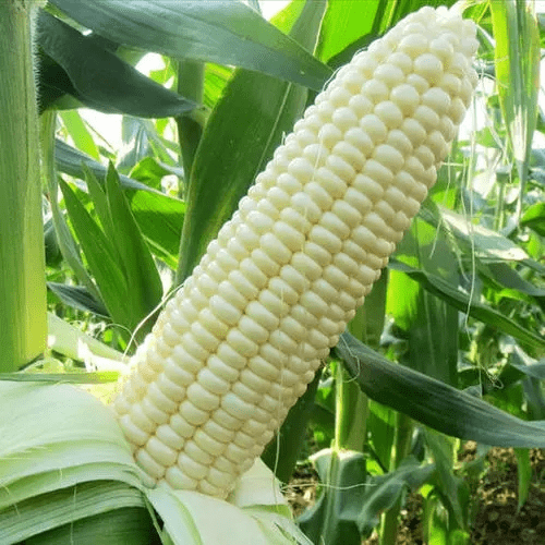 1661762971782461.png 圖片5.png